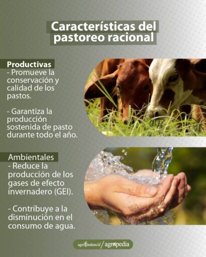 fotos de las características del pastoreo racional