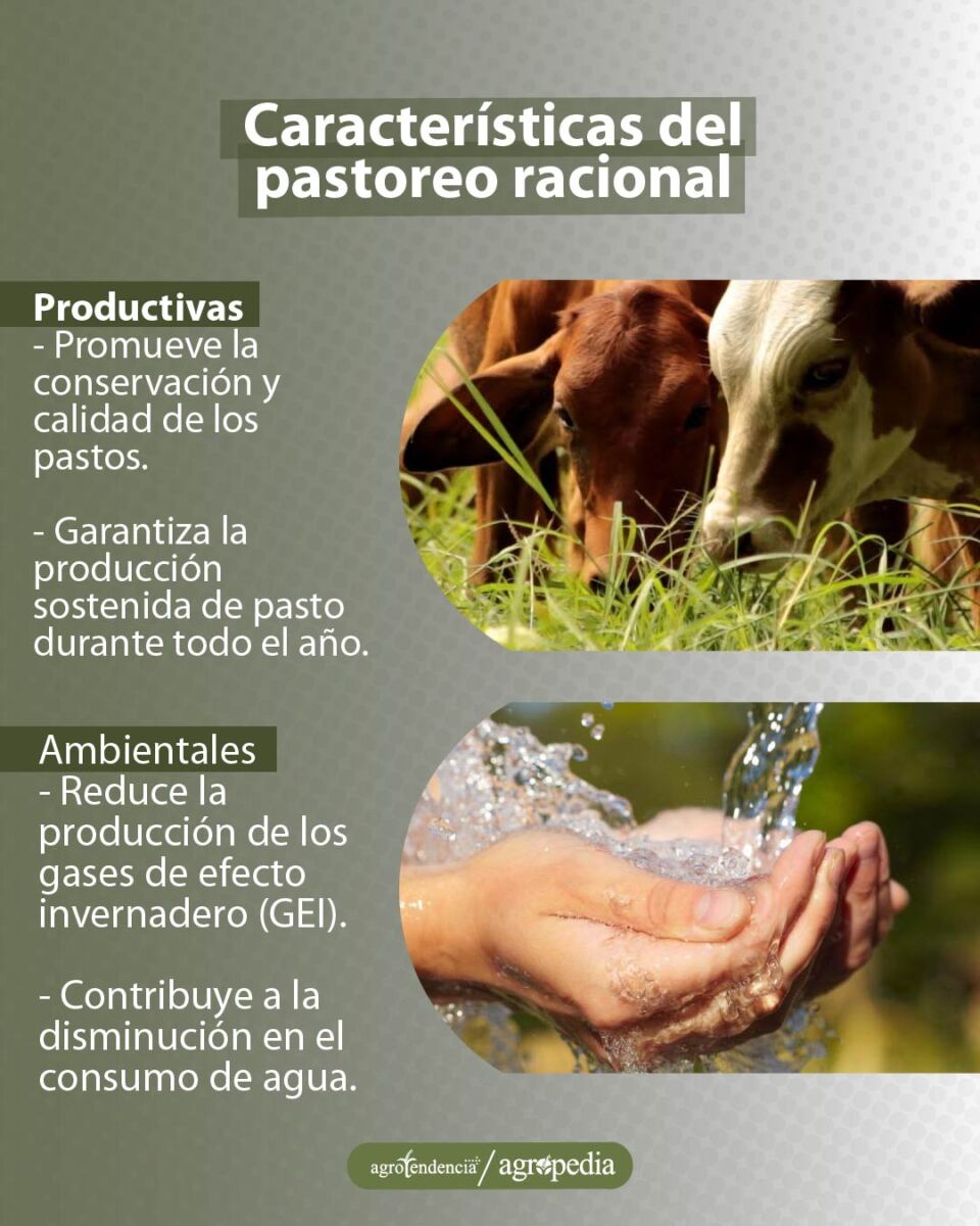fotos de las características del pastoreo racional