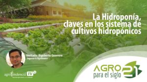 Cultivo hidropónico: Las claves de su implementación