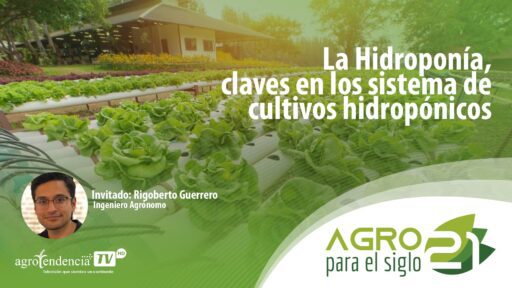 Cultivo hidropónico: Las claves de su implementación