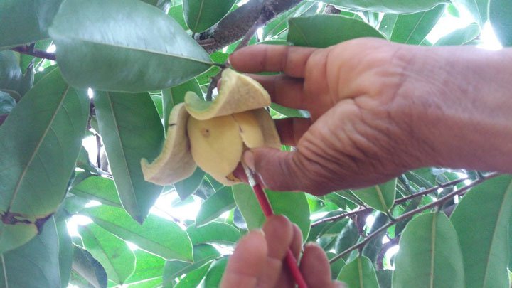 manos polinizando flor de guanabana