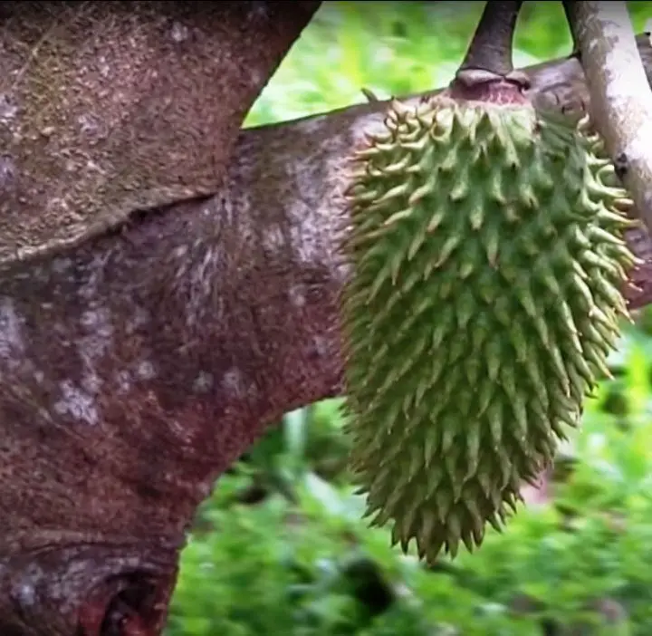 Una guanabana