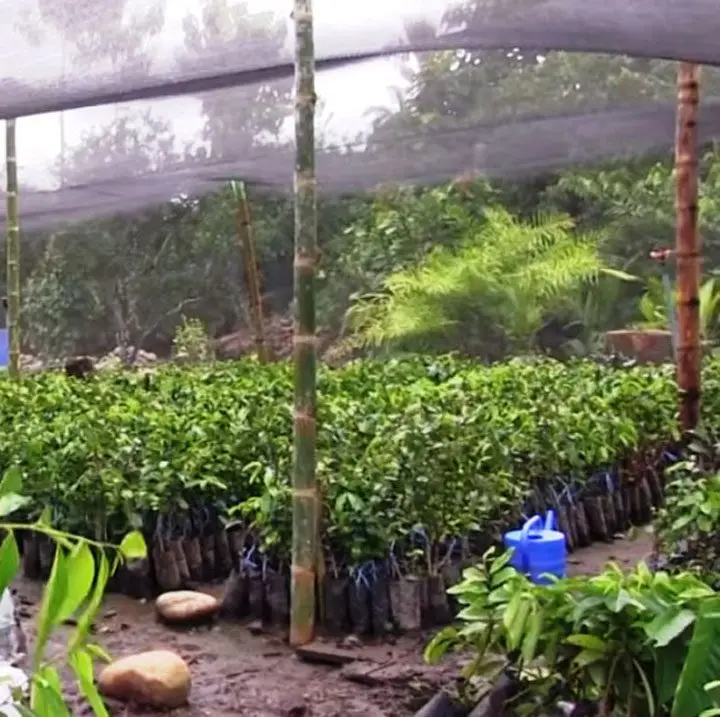 lote de plántulas de guanabana en vivero