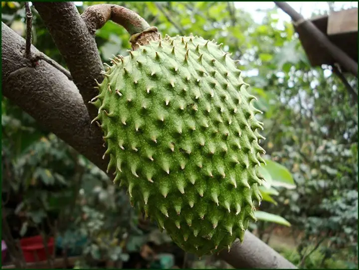 una guanabana colgando