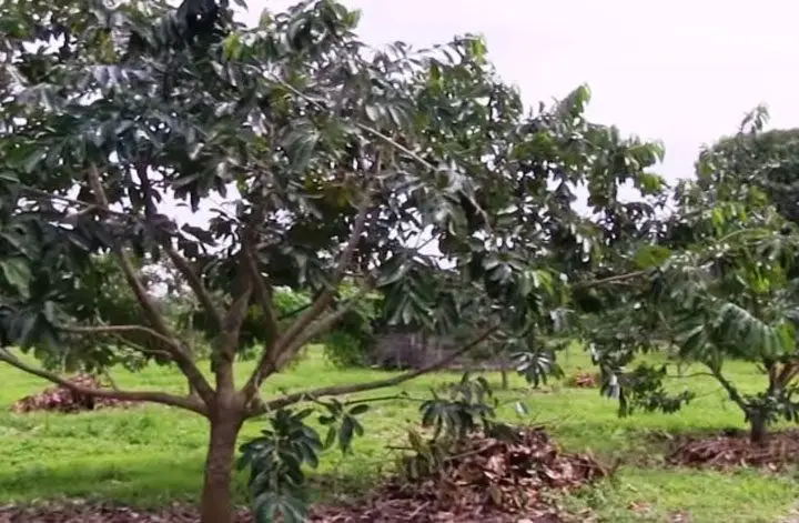 plantas de guanabana