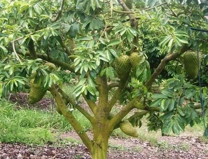 planta de guanabana llena de frutos
