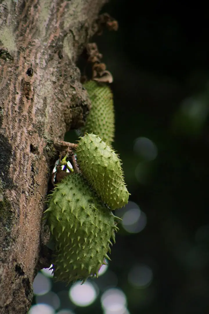 frutos de guanabana insertados en el tallo