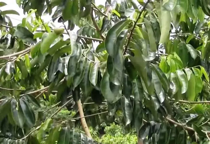 ramas y hojas de guanabana