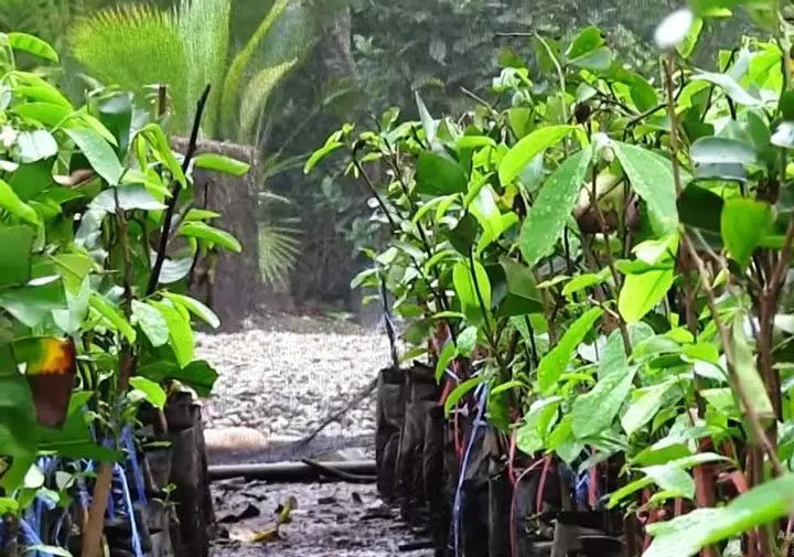 dos hileras de plántulas de guanabana en bolsas negras