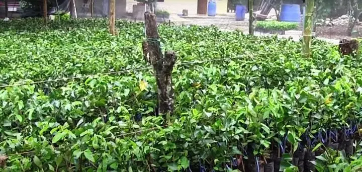 plantas de guanabana en vivero