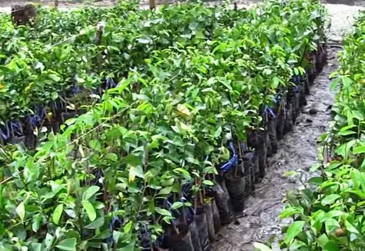 plántulas de guanabana en vivero