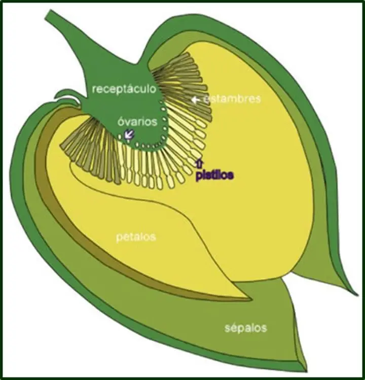 Dibujo de flor de guanabana