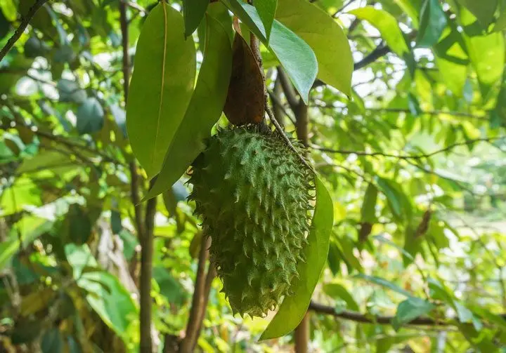 Un fruto de guanabana colgando de una rama