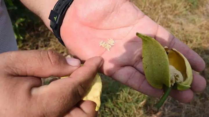 mano con flor de guanabana