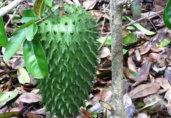 una gran guanabana