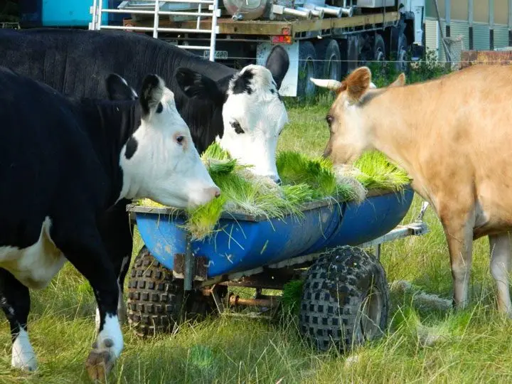 vacas comiendo forraje verde hidropónico