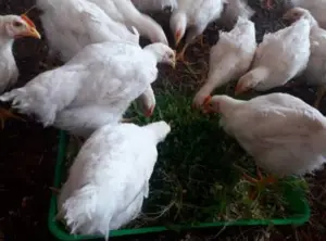 forraje verde hidropónico - cultivo hidropónico