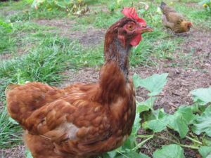 gallinas ponedoras - técnicas de muda forzada o pelecha