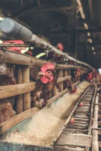 gallinas ponedoras - técnicas de muda forzada o pelecha