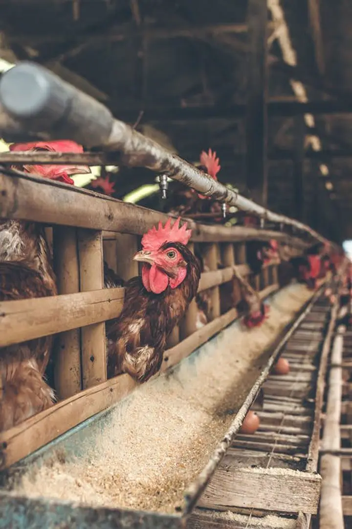 gallinas en jaulas de madera con alimento en canal, preparándose para la mida
