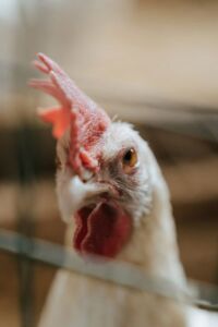 gallinas ponedoras - técnicas de muda forzada o pelecha