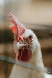 gallinas ponedoras - técnicas de muda forzada o pelecha