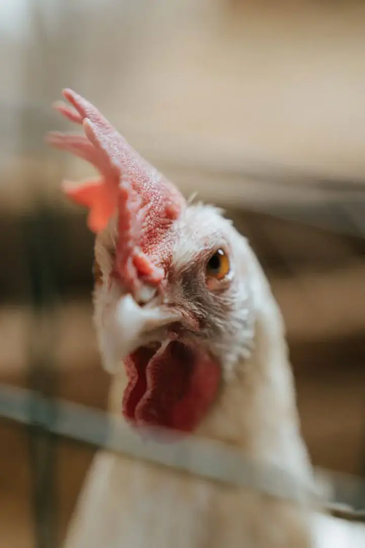 una gallina blanca luego de la muda de plumas