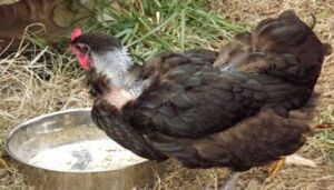 Gallinas ponedoras: Muda forzada, ventajas y desventajas
