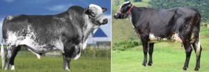 toro y vaca girolando usados en ganadería racional