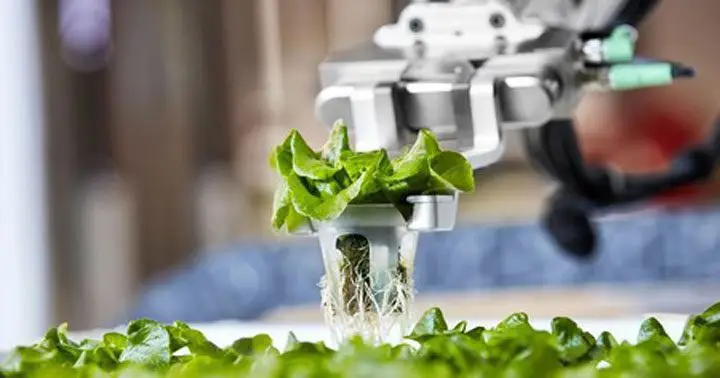 robots con plántula usados en los tipos de sistemas de hidroponía