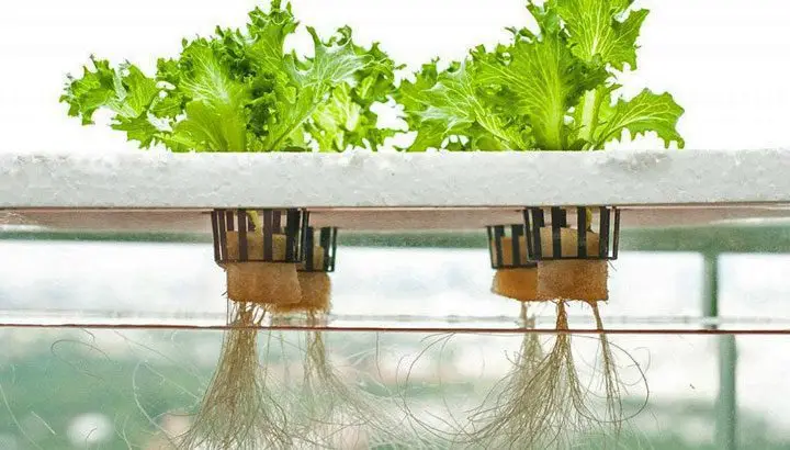 plántulas de lechuga sembradas en los tipos de sistemas de hidroponía