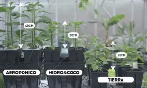 sistemas hidropónicos - tipos de sistemas hidropónicos