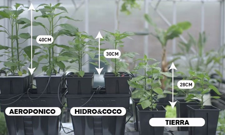 plantas sembradas en diferentes tipos de sistemas de hidroponía