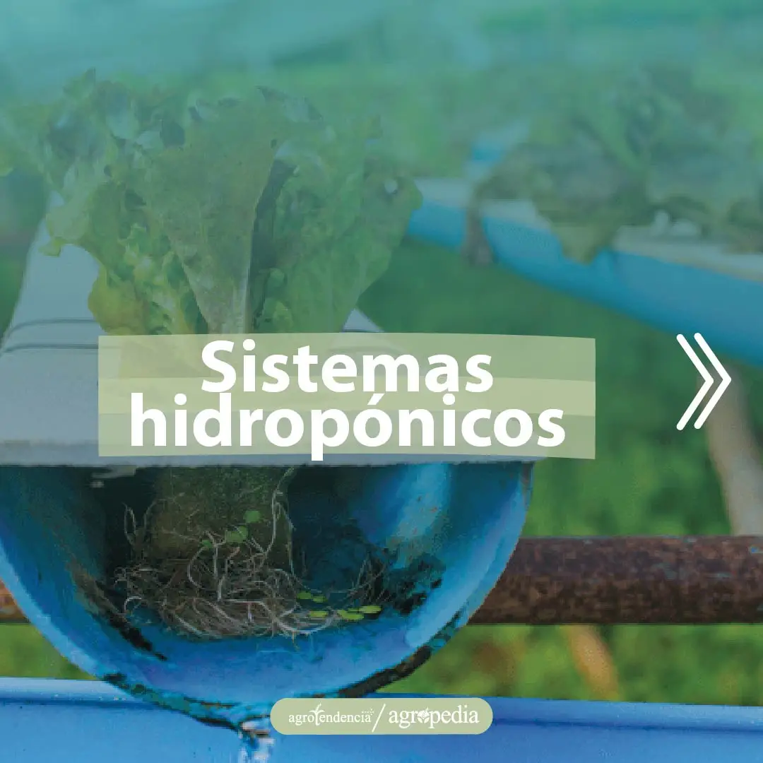 una planta de lechuga en sistemas hidroponicos