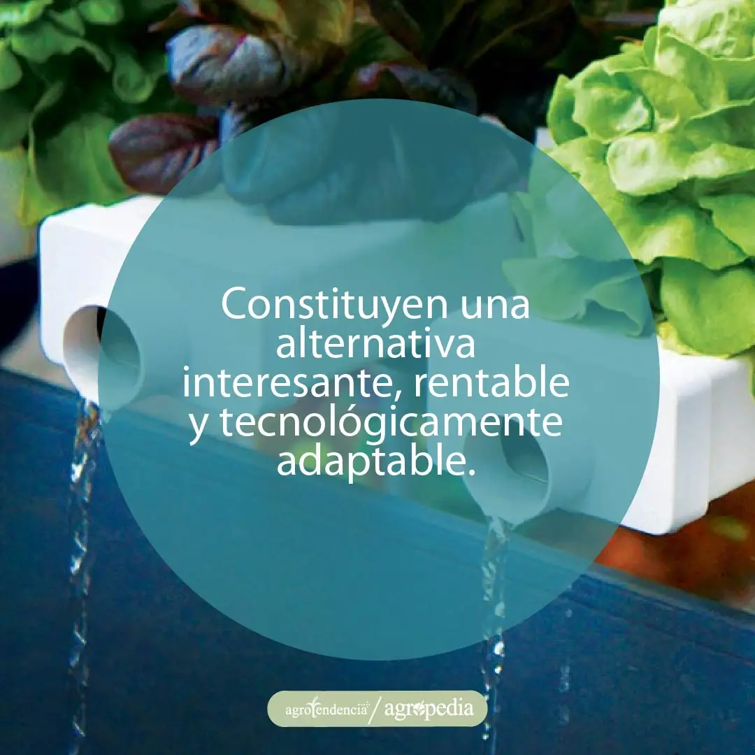 plantas de lechuga en bandejas de hidroponía