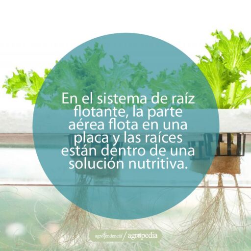 lechugas con raíces flotando en tipos de hidroponia