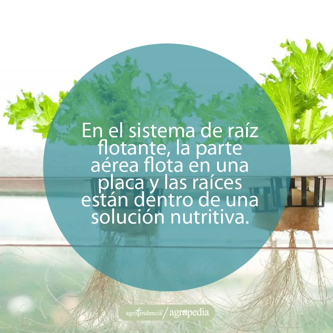 lechugas con raíces flotando en tipos de hidroponia