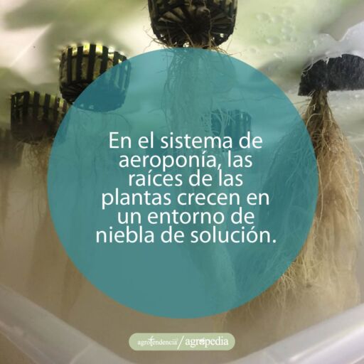 raices flotando en aeroponía