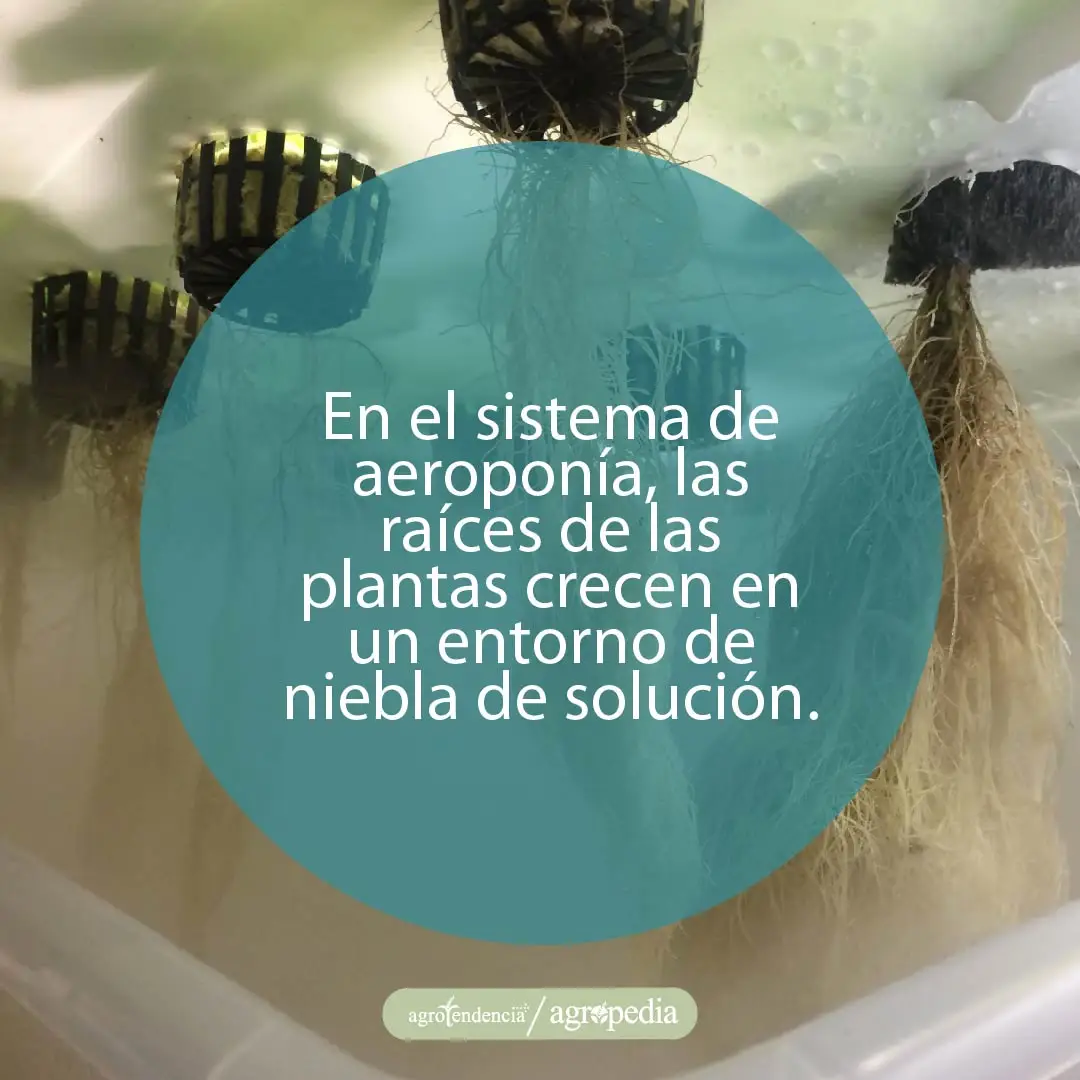 raices flotando en aeroponía