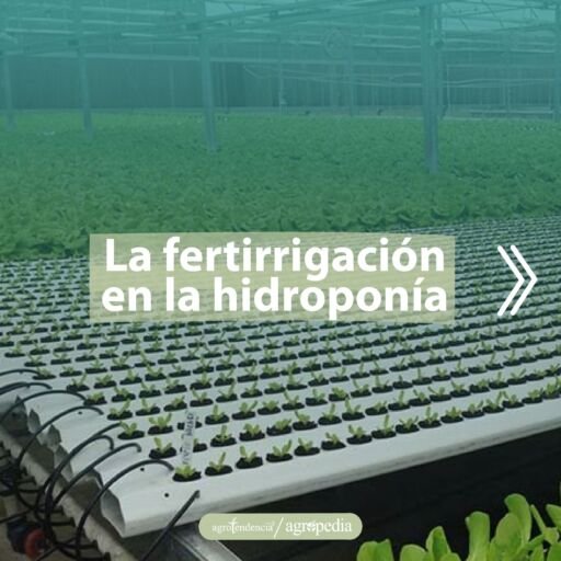 tubos con plántulas bajo sistema de fertirrigación