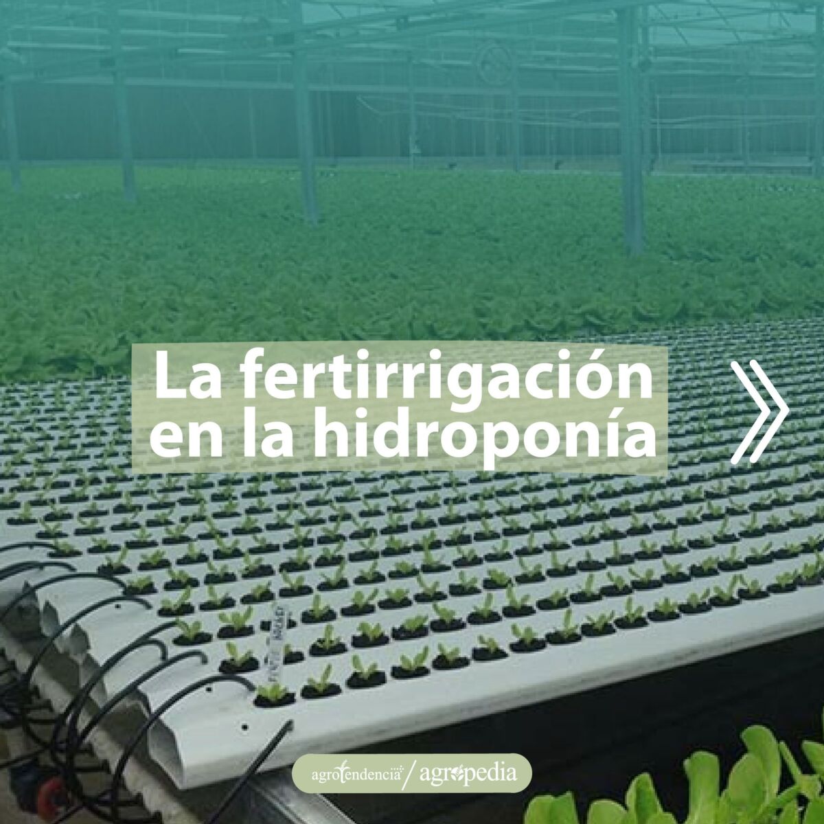 tubos con plántulas bajo sistema de fertirrigación