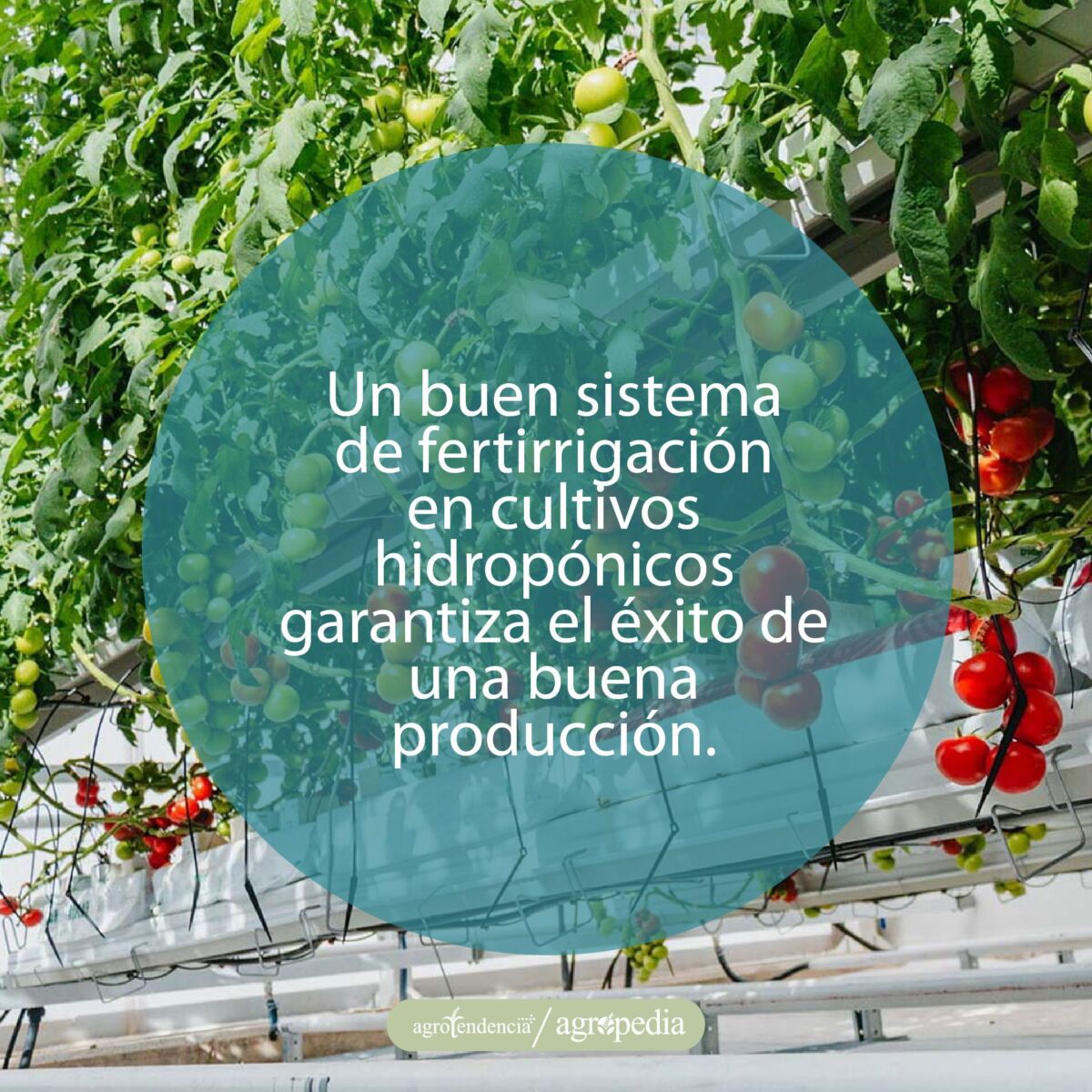 plantas de tomate hidropónico bajo sistema de fertirrigación