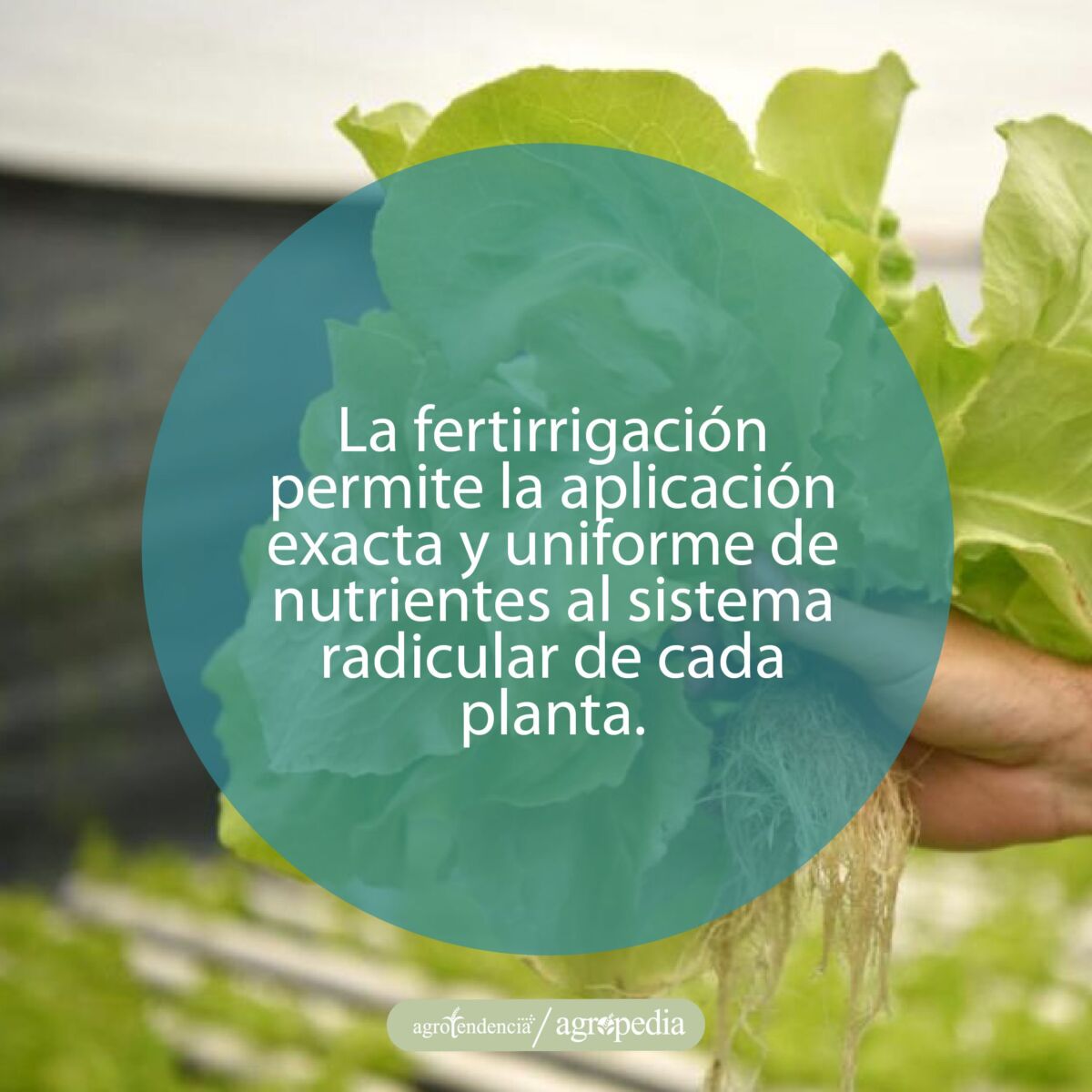 una planta de lechuga hidropónica bajo sistema de fertirrigación