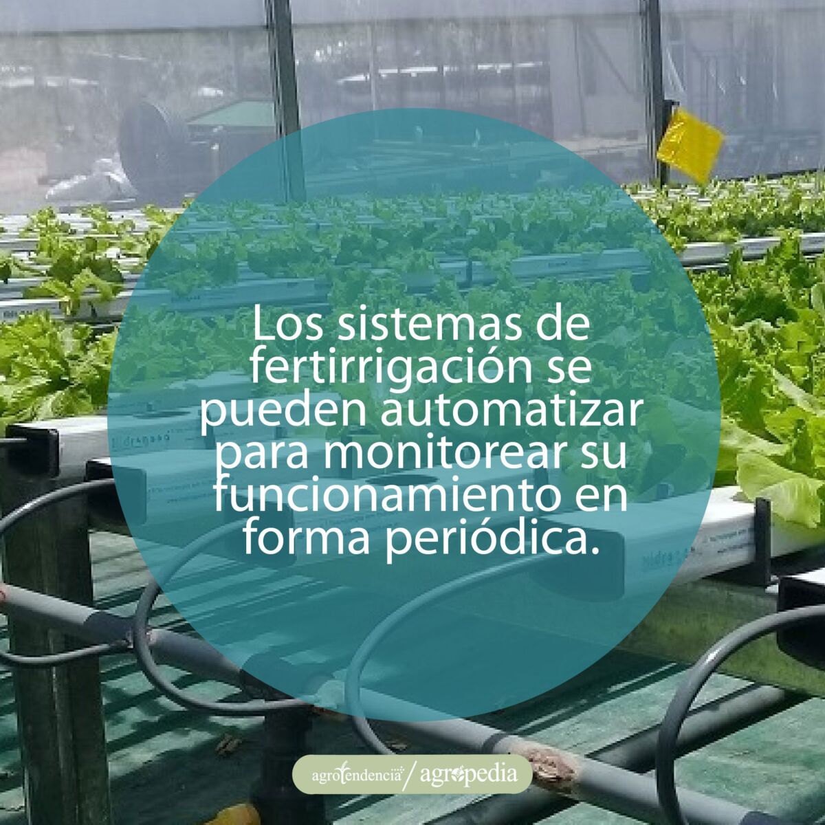 plantas de lechuga en bandejas con sistema de fertirrigación