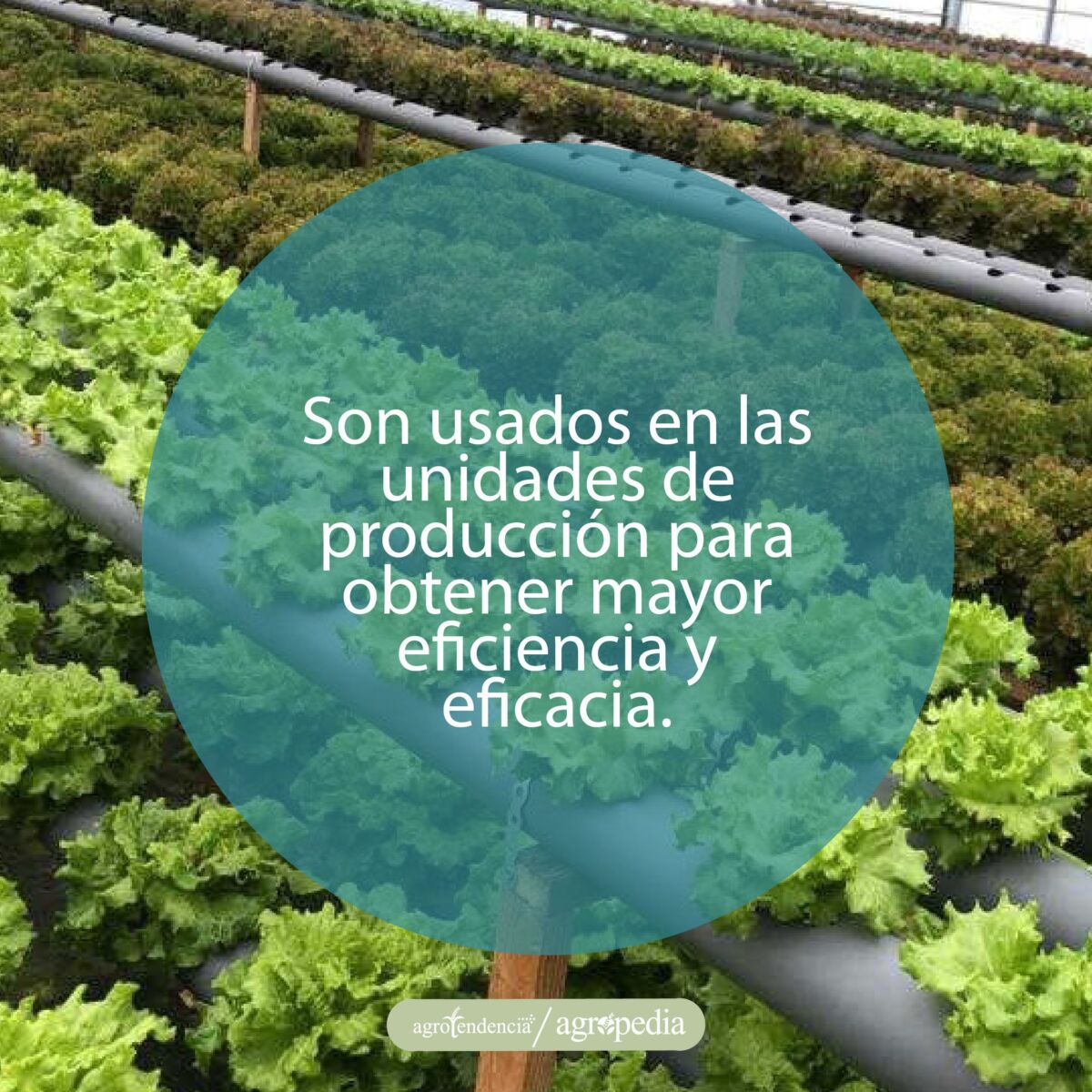 tubos pvc con plantas de lechuga bajo sistema de fertirrigación