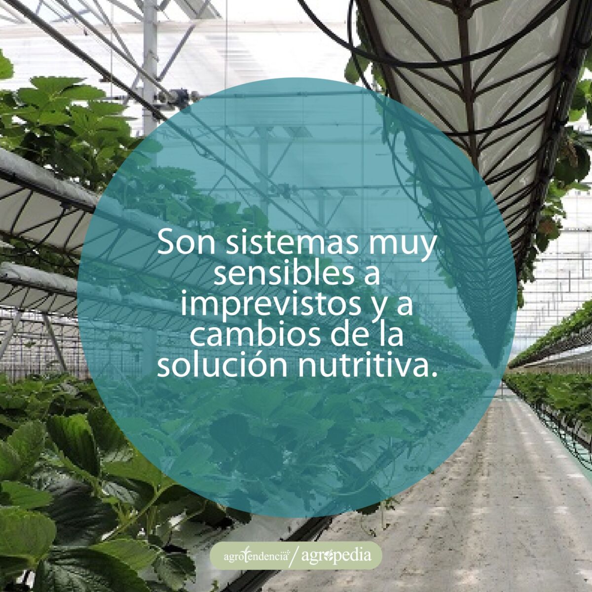 laminas aéreas con plantas sembradas bajo sistema de fertirrigación