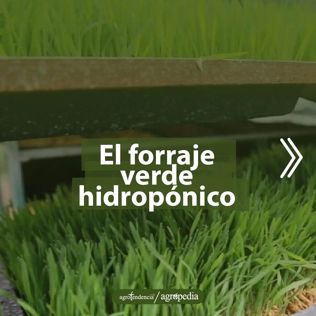 Forraje verde hidropónico de maíz en bandejas