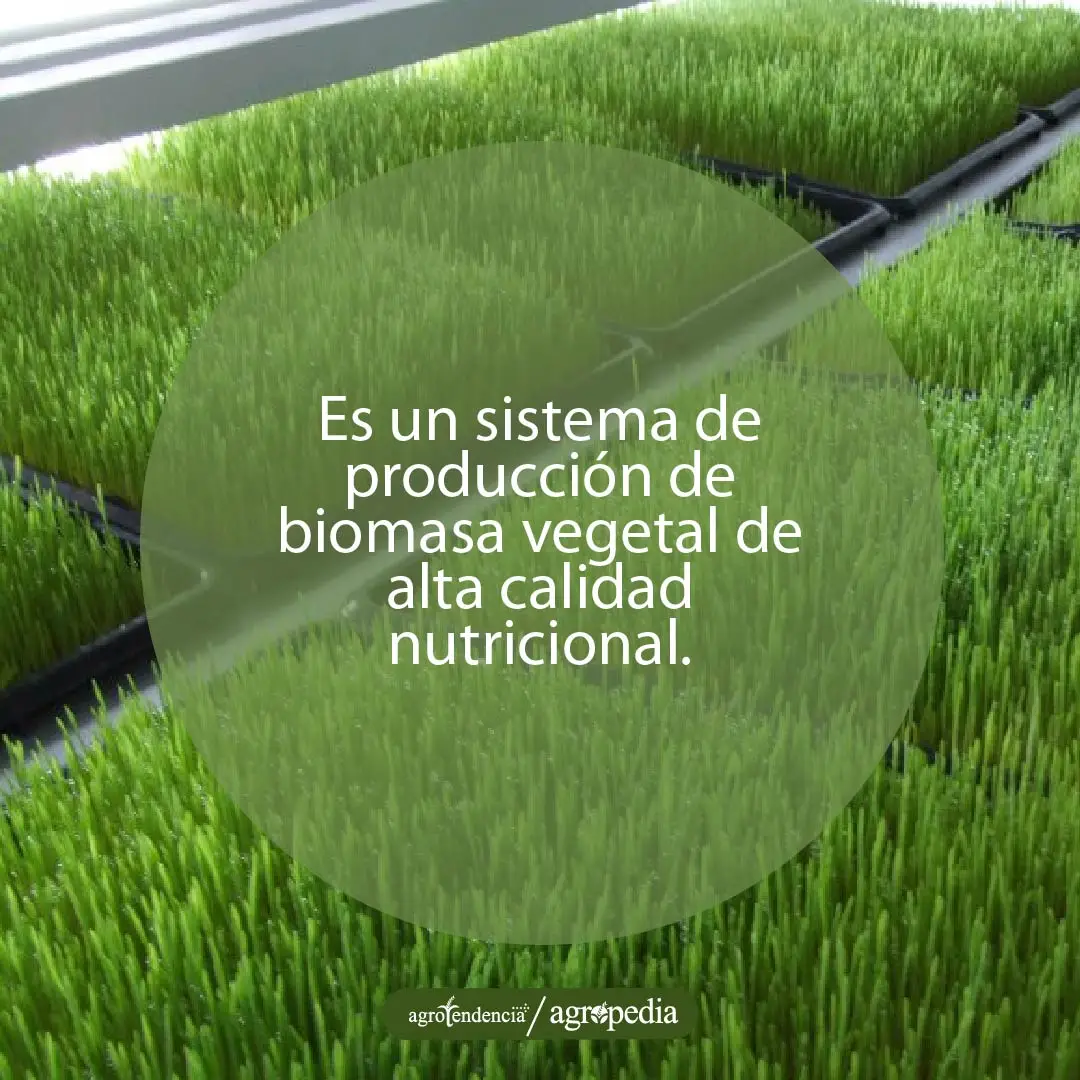 Bandejas con forraje verde hidropónico