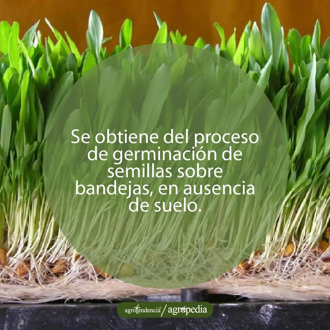 forraje verde hidropónico a partir de semillas de maíz