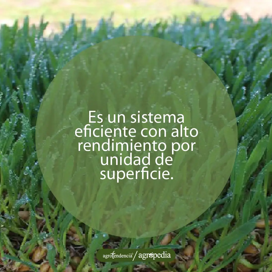 gotas de agua sobre forraje verde hidropónico